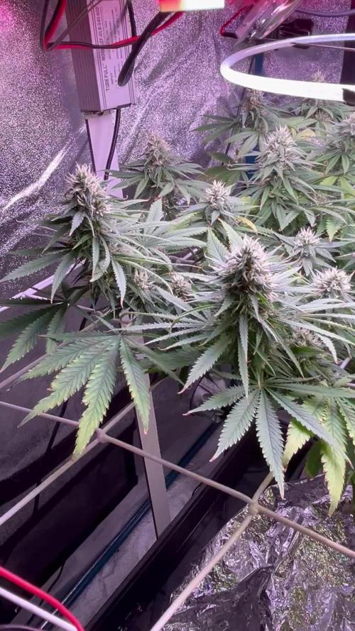 1st Grow Privileged Baddie by Anesia DWC