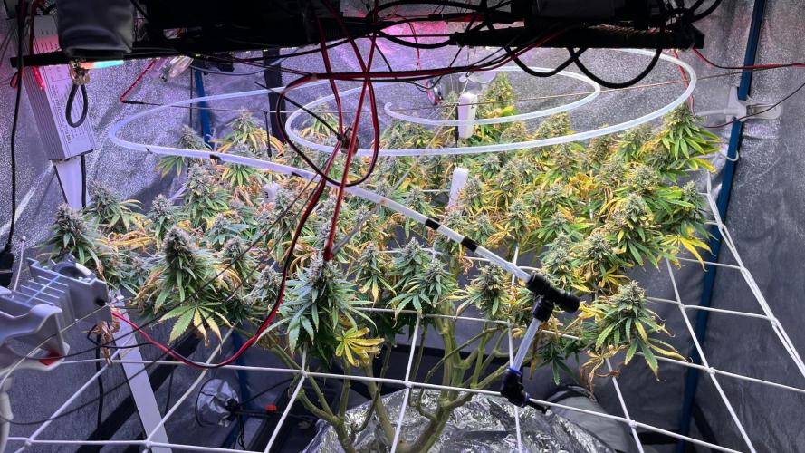 1st Grow Privileged Baddie by Anesia DWC. Week 13