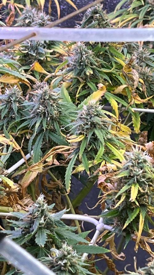 1st Grow Privileged Baddie by Anesia DWC. Week 13 - After clearing out some leaves 