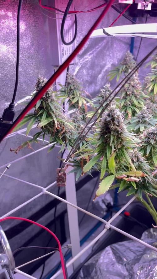 1st Grow Privileged Baddie by Anesia DWC