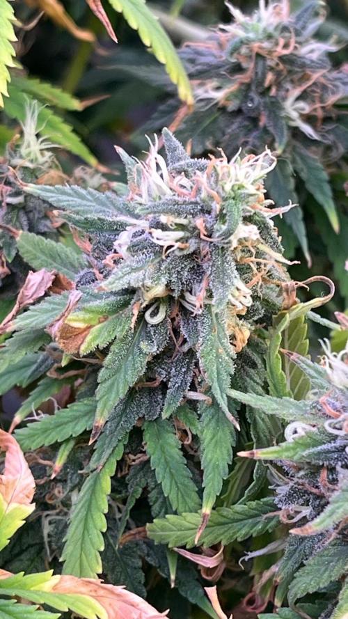1st Grow Privileged Baddie by Anesia DWC. Week 14