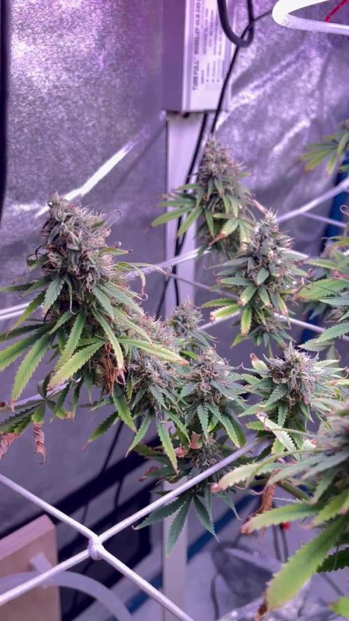 1st Grow Privileged Baddie by Anesia DWC