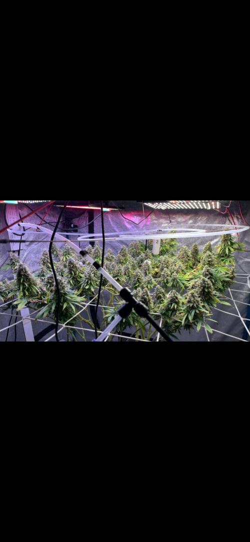 1st Grow Privileged Baddie by Anesia DWC. Week 14