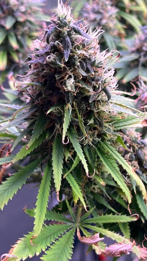 1st Grow Privileged Baddie by Anesia DWC. Week 15