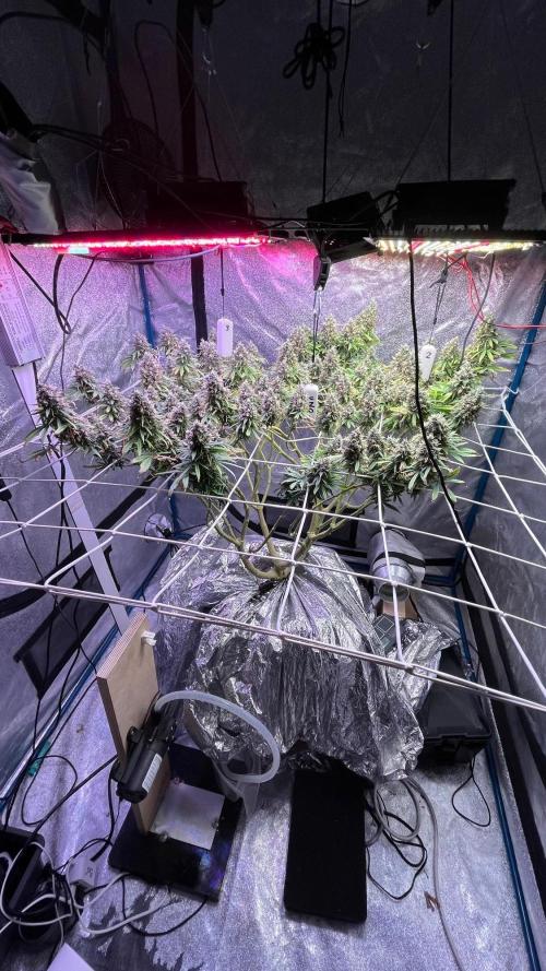 1st Grow Privileged Baddie by Anesia DWC. Week 15