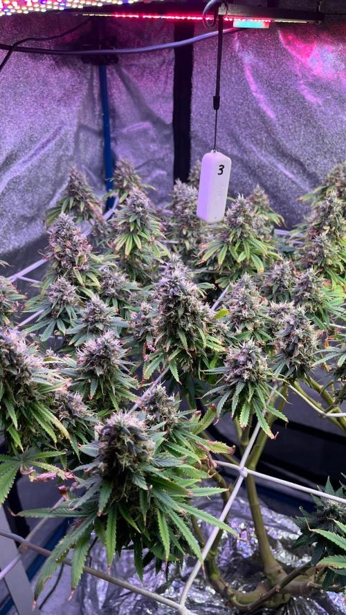 1st Grow Privileged Baddie by Anesia DWC. Week 15