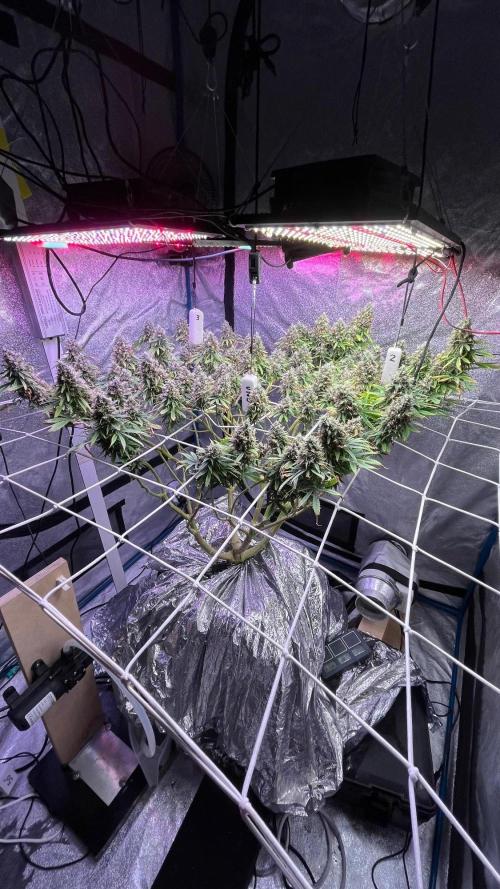 1st Grow Privileged Baddie by Anesia DWC. Week 15