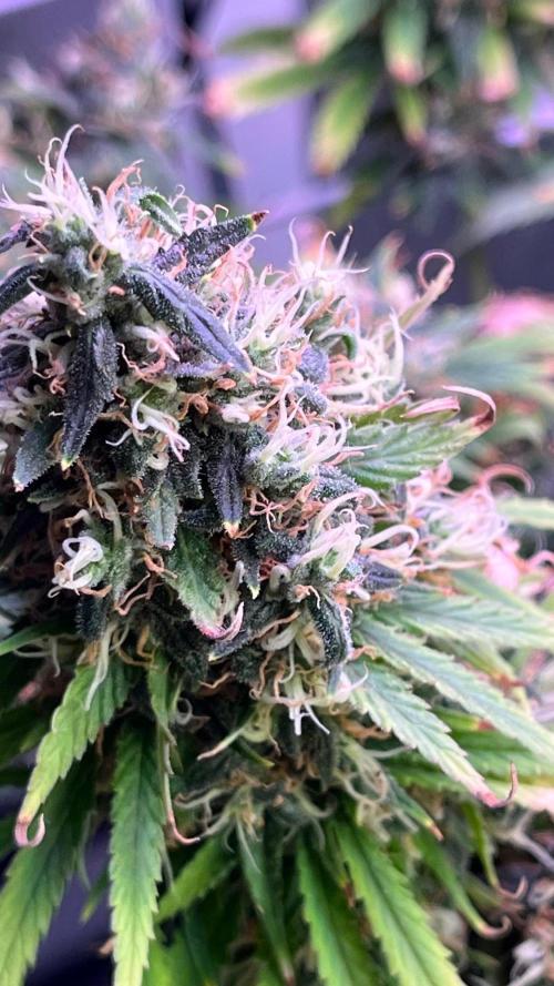 1st Grow Privileged Baddie by Anesia DWC. Week 15