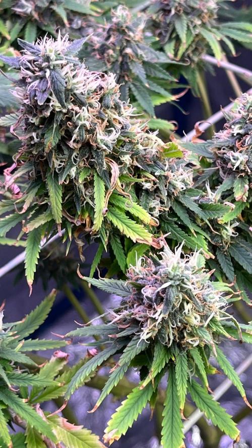 1st Grow Privileged Baddie by Anesia DWC. Week 15