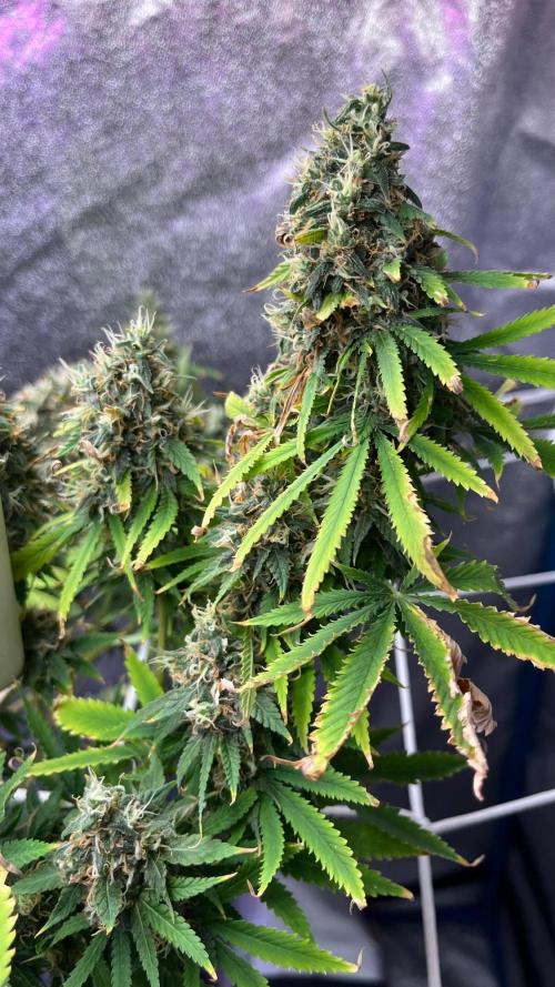 1st Grow Privileged Baddie by Anesia DWC. Week 15
