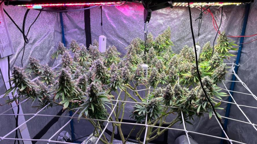 1st Grow Privileged Baddie by Anesia DWC. Week 15