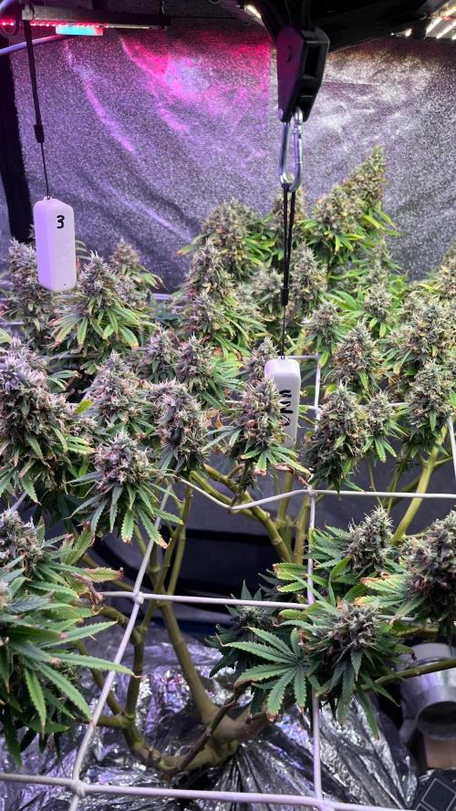 1st Grow Privileged Baddie by Anesia DWC. Week 15