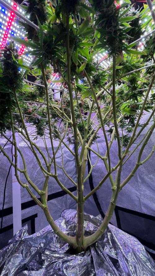 1st Grow Privileged Baddie by Anesia DWC. Week 15 - Symmetry