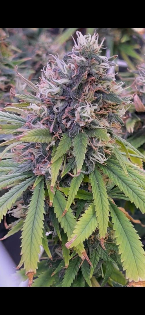 1st Grow Privileged Baddie by Anesia DWC. Week 15