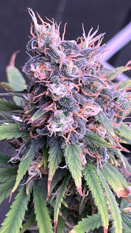 1st Grow Privileged Baddie by Anesia DWC. Week 15