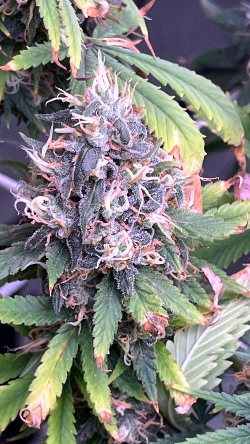 1st Grow Privileged Baddie by Anesia DWC. Week 15