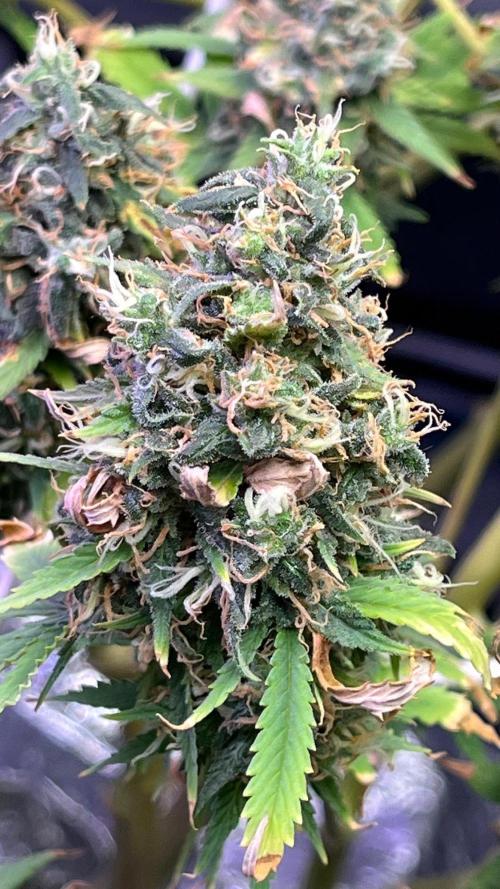 1st Grow Privileged Baddie by Anesia DWC. Week 15