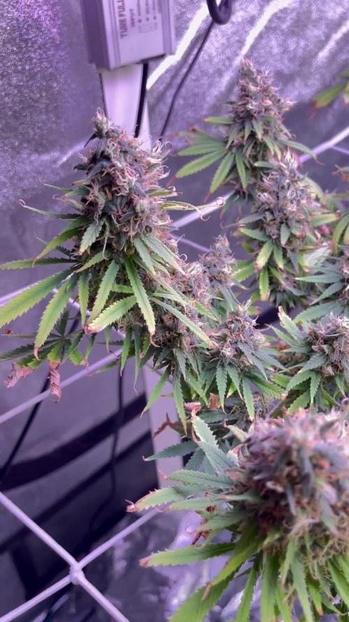 1st Grow Privileged Baddie by Anesia DWC
