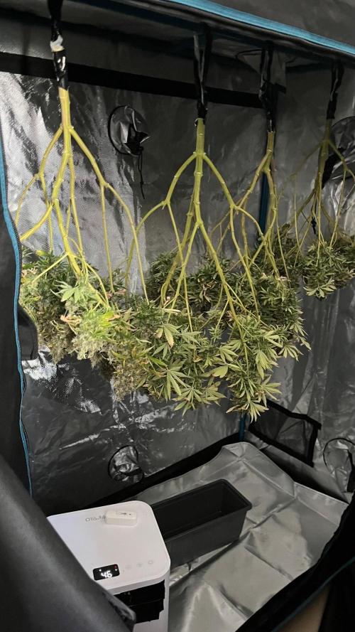 1st Grow Privileged Baddie by Anesia DWC. Week 16