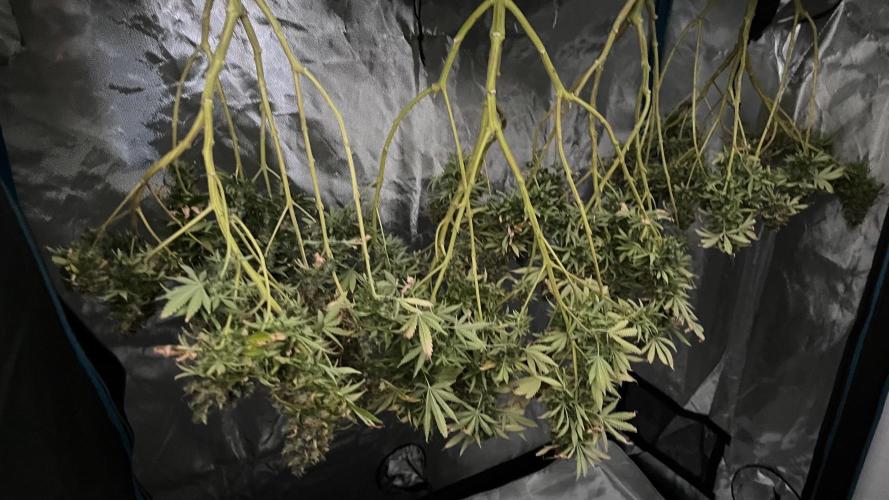 1st Grow Privileged Baddie by Anesia DWC. Week 16