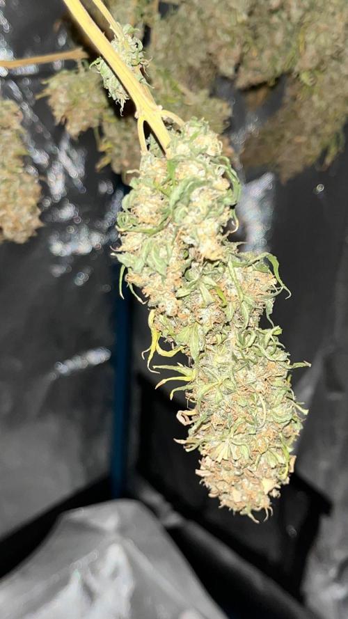 1st Grow Privileged Baddie by Anesia DWC. Week 16