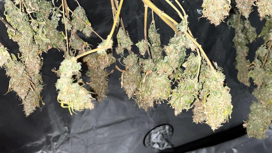 1st Grow Privileged Baddie by Anesia DWC. Week 16
