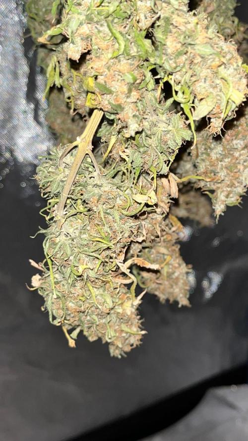 1st Grow Privileged Baddie by Anesia DWC. Week 16