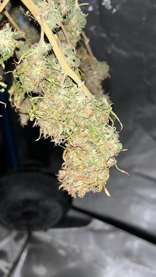 1st Grow Privileged Baddie by Anesia DWC. Week 16