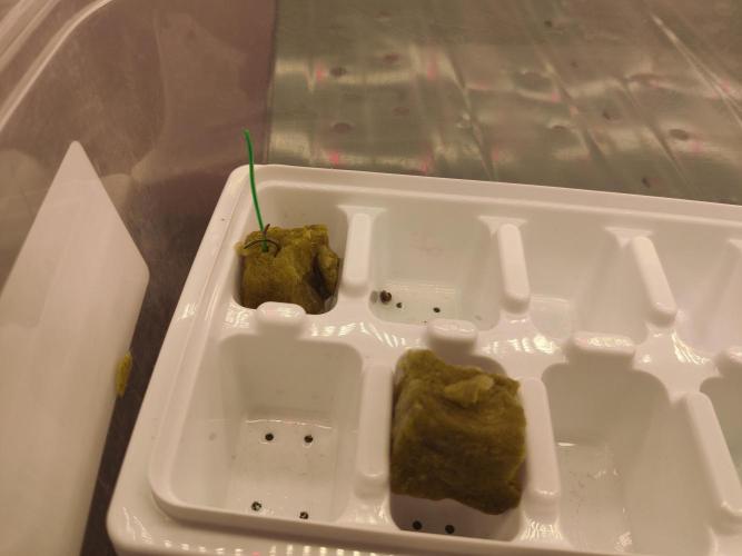 First grow-. Week 0 - Seeds germinated and placed in rock wool cubes on 01/24/2025.