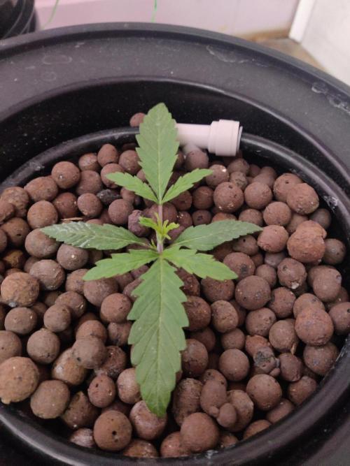 First grow-. Week 2