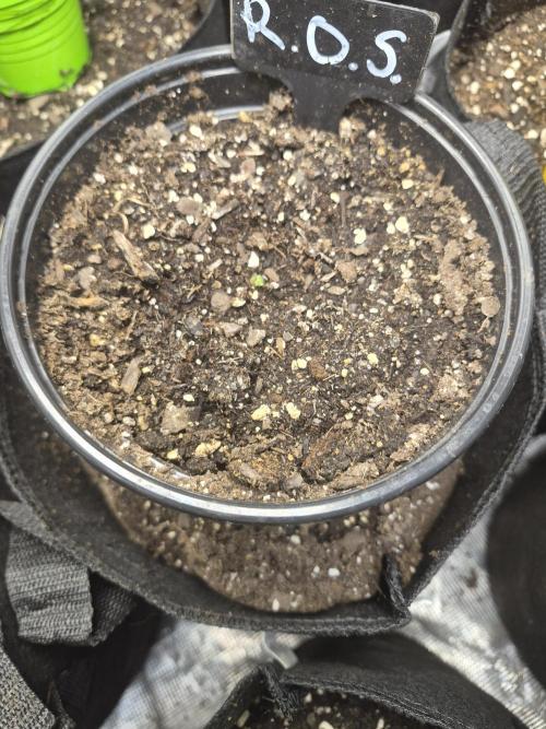 Keeper Hunt. Week 0 - Exotic Genetics 
Ring of Sour