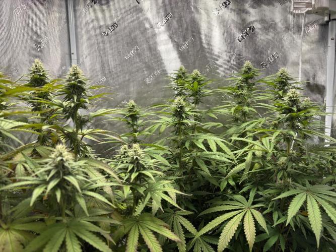 Aladin's kush indoor. Week 2