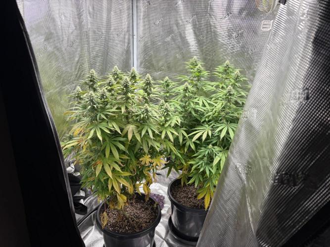 Aladin's kush indoor. Week 2