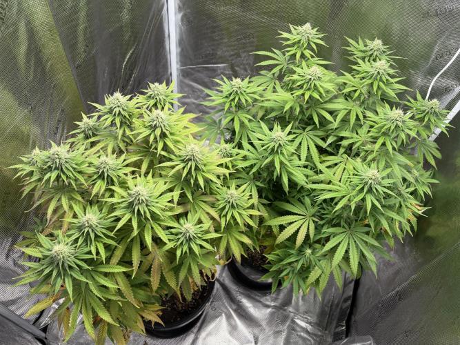 Aladin's kush indoor. Week 2