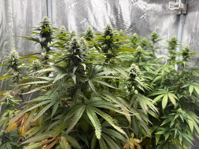 Aladin's kush indoor. Week 2