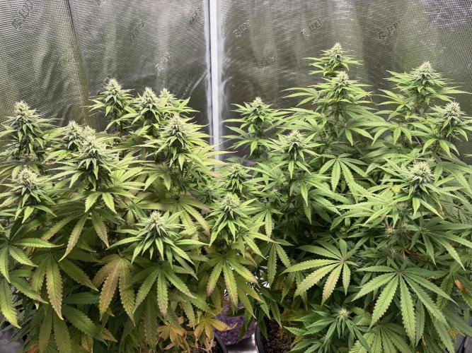Aladin's kush indoor. Week 2