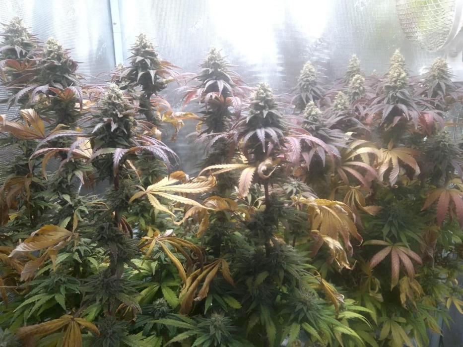 Aladin's kush indoor. Week 4
