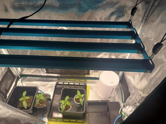 BlueGem, CocoFresh 1st.Grow. Week 2