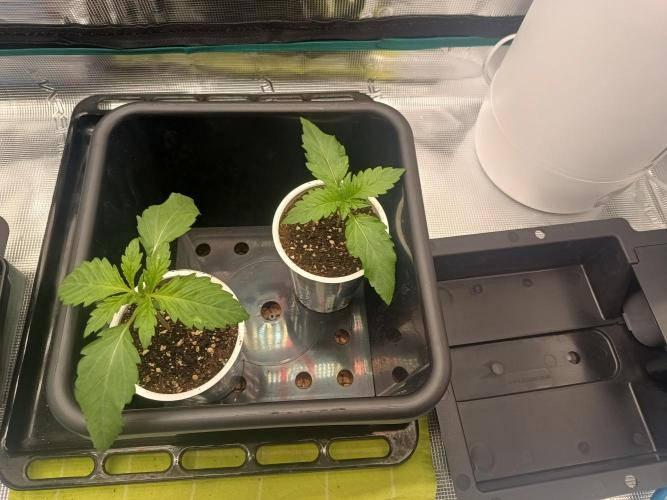 BlueGem, CocoFresh 1st.Grow. Week 2 -  2xBlueGem
