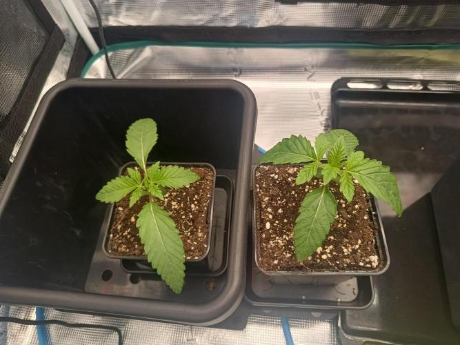 BlueGem, CocoFresh 1st.Grow. Week 2 - 2xCocoFresh