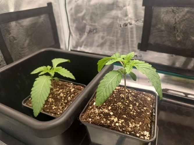 BlueGem, CocoFresh 1st.Grow. Week 2 - 2xCocoFresh