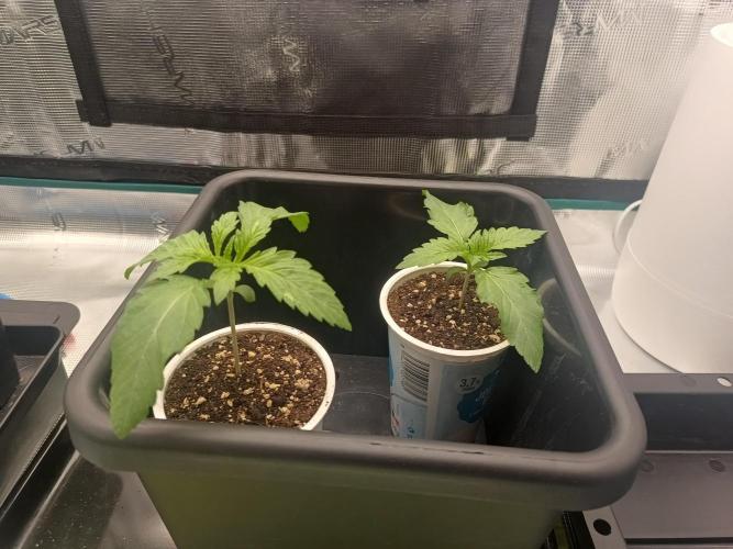 BlueGem, CocoFresh 1st.Grow. Week 2 - 2xBlueGem