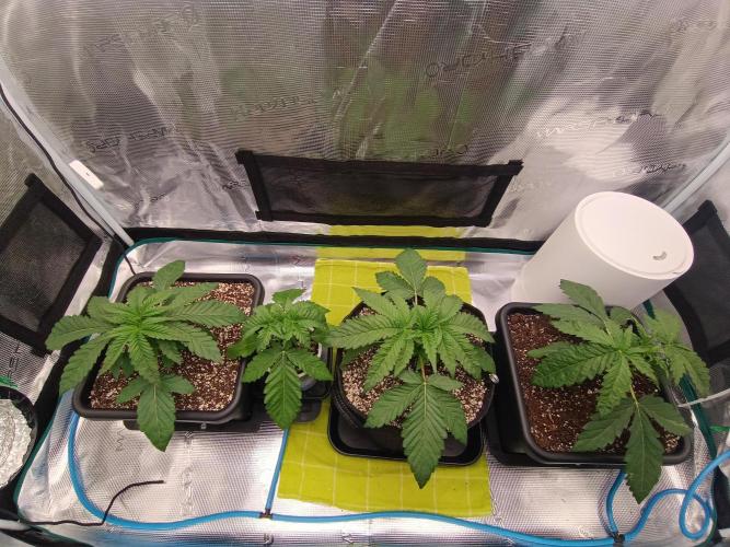 BlueGem, CocoFresh 1st.Grow. Week 3