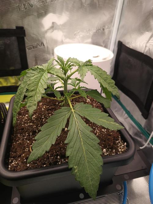 BlueGem, CocoFresh 1st.Grow. Week 3 - BlueGem