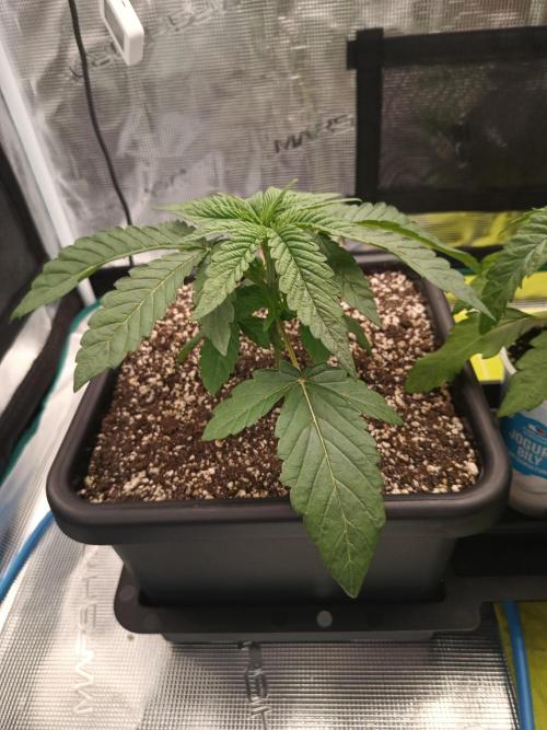 BlueGem, CocoFresh 1st.Grow. Week 3 - CocoFresh1