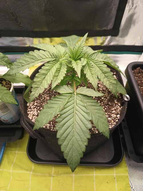 BlueGem, CocoFresh 1st.Grow. Week 3 - CocoFresh2