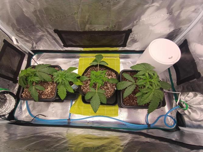 BlueGem, CocoFresh 1st.Grow. Week 4 - Celek po odlistnění + topping Blue gem