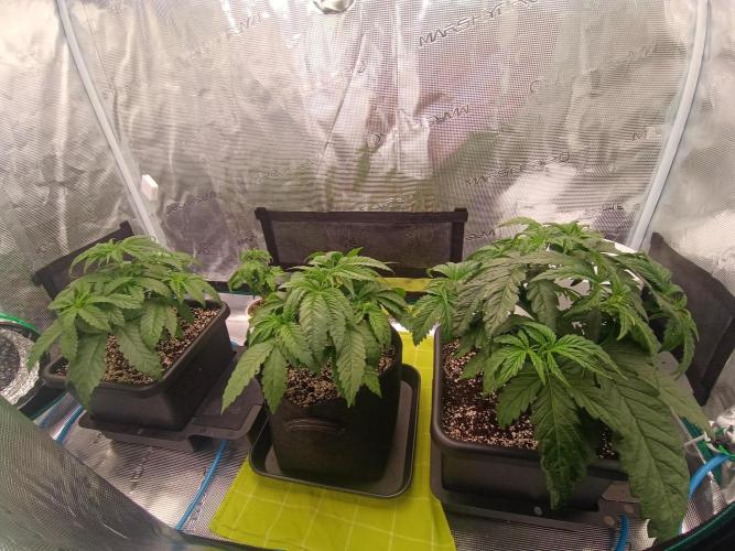 BlueGem, CocoFresh 1st.Grow. Week 4 - Pár dnů po odlistnění a toppingu BlueGem