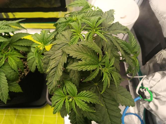 BlueGem, CocoFresh 1st.Grow. Week 4 - Bojuju hlavně s blueGem a přebytkem dusíku
