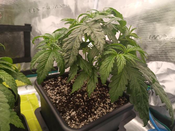 BlueGem, CocoFresh 1st.Grow. Week 4 - BlueGem